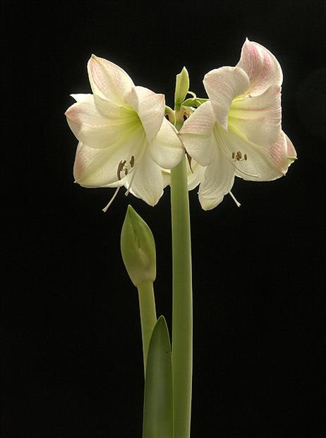 Amaryllis _totale_hintswpict0038